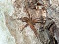 Zoropsis spinimana